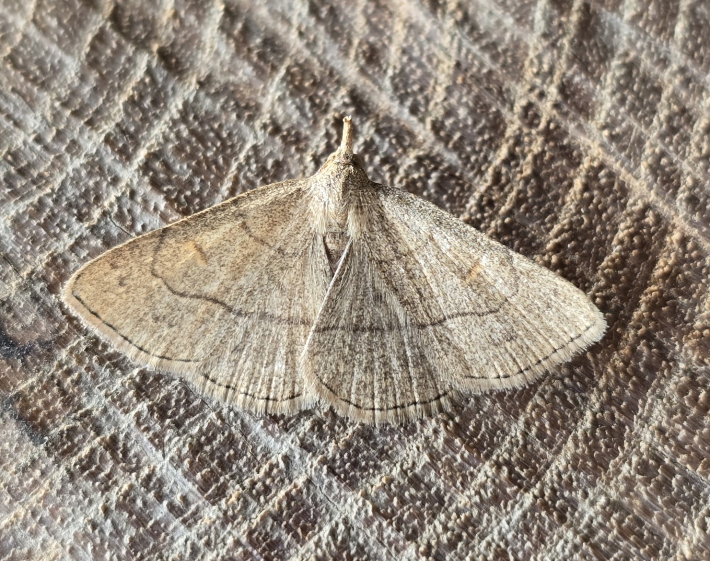 Photo of Clay Fan-foot (Paracolax tristalis)